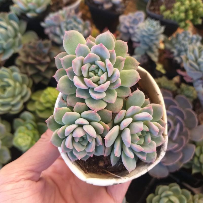 Sen đá dù hồng | FREESHIP | ĐÃ THUẦN KHÍ HẬU NÓNG | KHOẺ ĐẸP | HOÀN TIỀN KHI CÂY BỊ HƯ