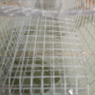 Bẩy rắn, Bẩy chồn