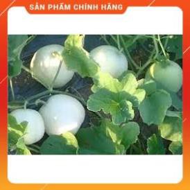 HẠT GIỐNG DƯA LÊ SIÊU NGỌT F1