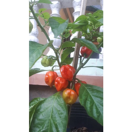 10 HẠT GIỐNG ỚT HABANERO RED1