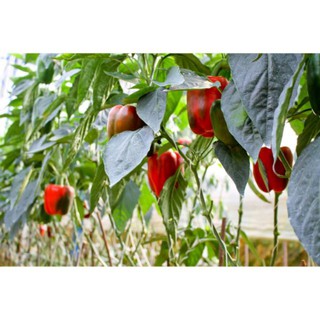 Hạt giống ớt chuông ngọt đỏ-10 hạt