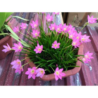 5 củ huệ mưa màu hồng