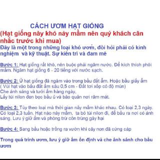 Hạt Giống Hoa Tử Đằng Mix 5 Hạt