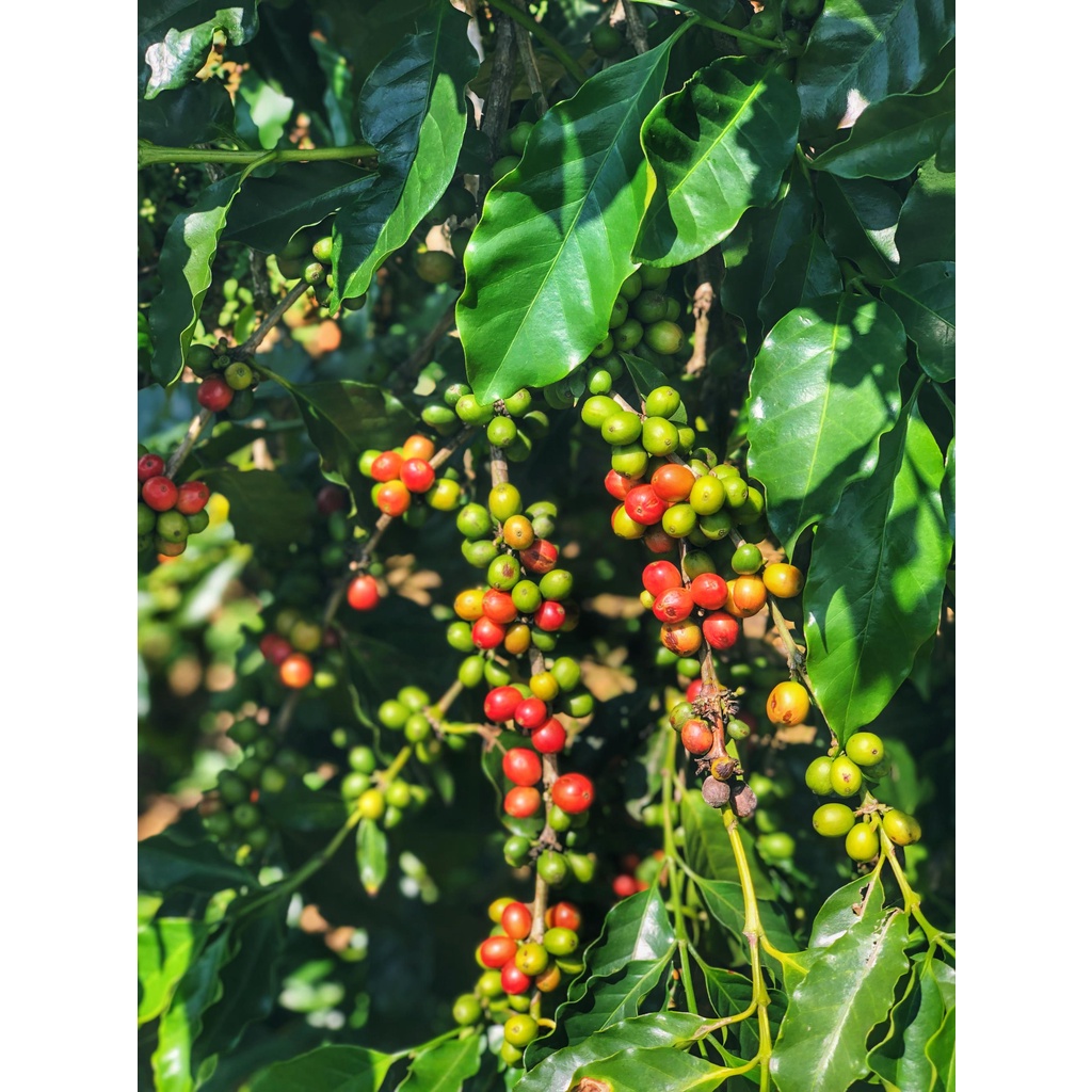 Arabica A Lưới Greenfields Coffee - Cà phê đặc sản Huế (rang light) 250g | BigBuy360 - bigbuy360.vn