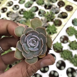 Sen bắp cải tím vĩ