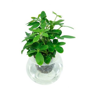 Cây Ngũ gia bì thủy sinh