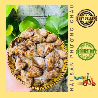 Ốc hương quế cháy tỏi rang muối xào bơ hấp sả giòn ngọt thơm ngon 500g
