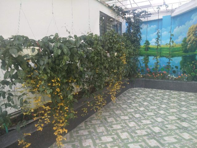 Giỏ treo lan hoàng dương