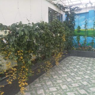 Giỏ treo lan hoàng dương