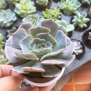 sen đá bắp cải