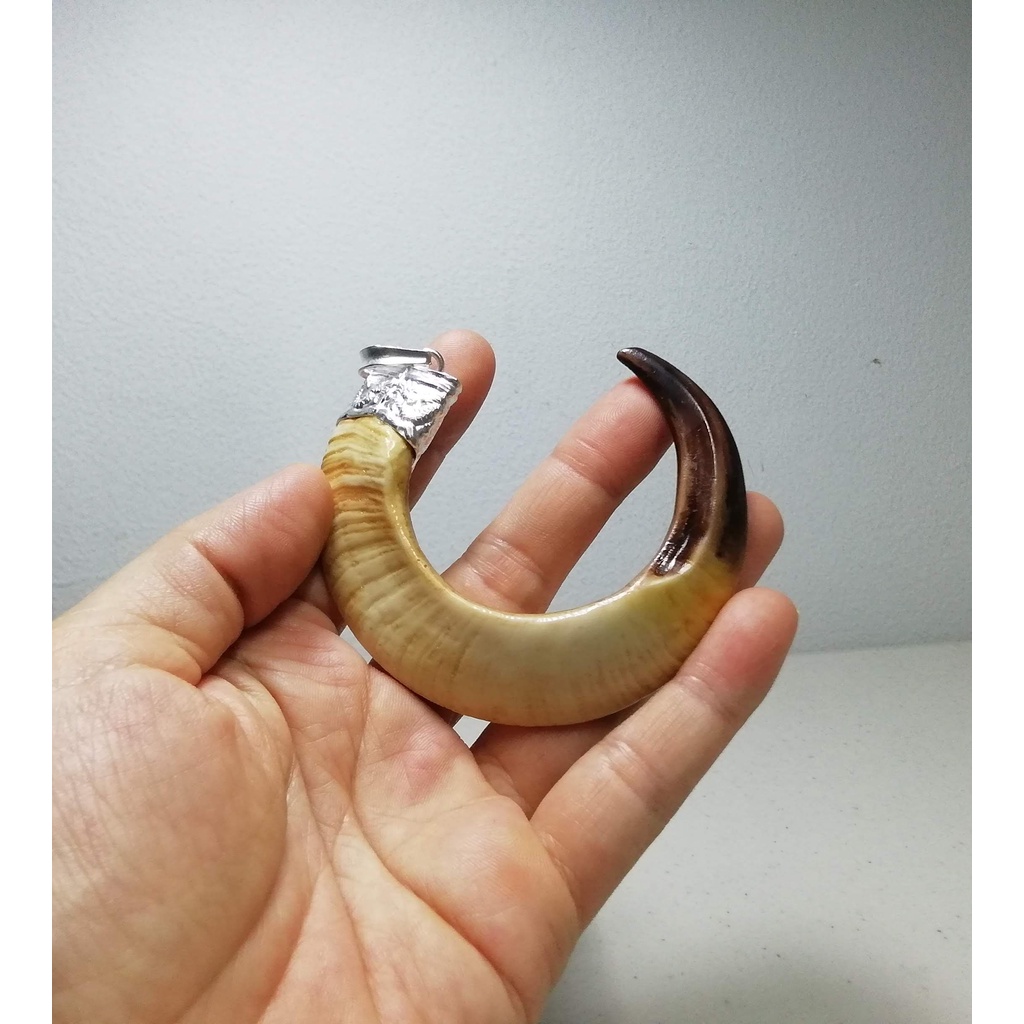 Nanh heo nhân tạo cong chữ C chụp bạc
