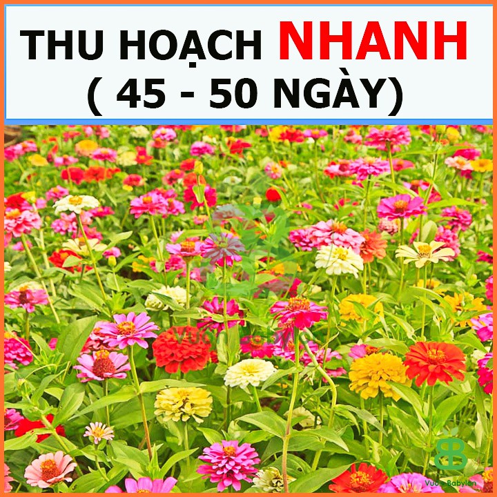 Hạt Giống Hoa Cúc Lá Nhám Nhiều Màu Dễ Trồng