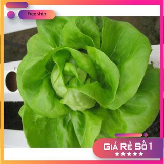 Hạt giống Xà lách Búp (3g)