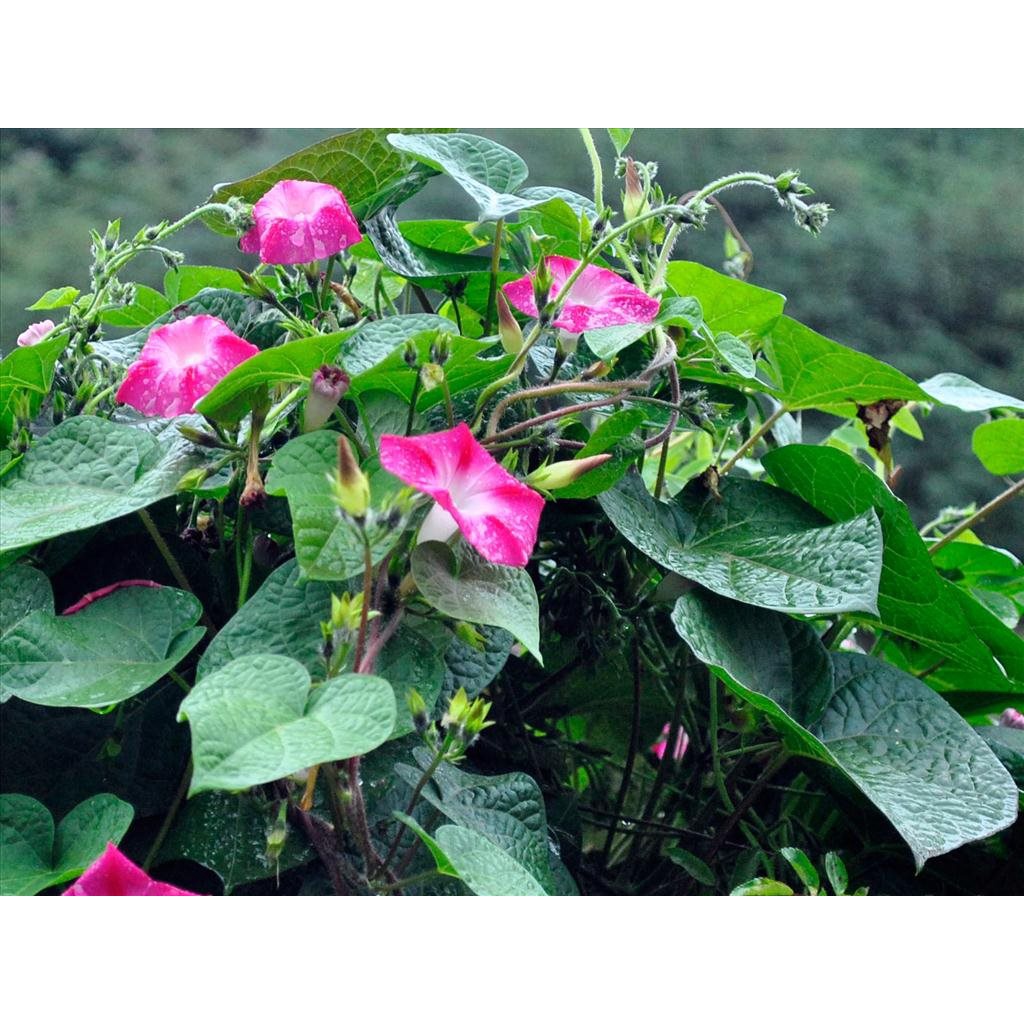 Hạt Giống Hoa Bìm Bìm Mix Nhiều Màu (Bìm Bịp) TẶNG KÍCH MẦM HẠT