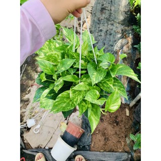 Trầu bà ( vạn niên thanh) cây bao đẹp