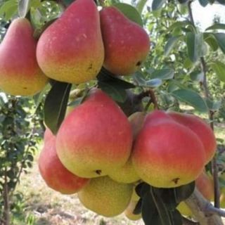 LÊ ĐỎ MỸ chuẩn giống F1