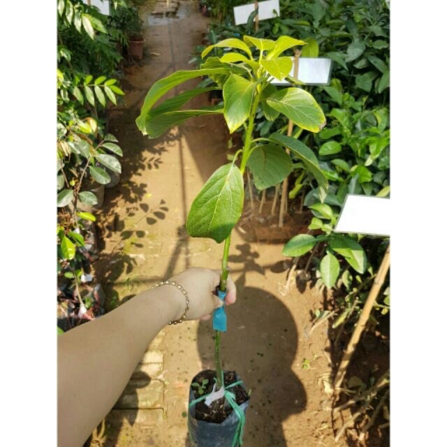 Giống bơ sáp 034 siêu quả