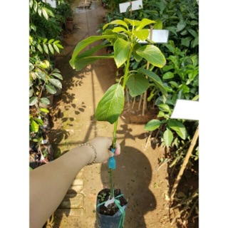 Giống bơ sáp 034 siêu quả