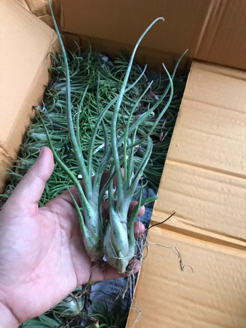 Cây không khí Tillandsia caput medusa lớn