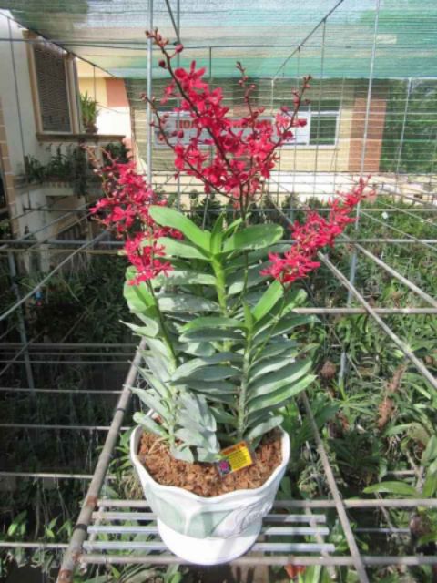 Lan Hoàng Tử Đỏ  - Renred