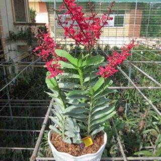 Lan Hoàng Tử Đỏ  - Renred (1 chậu)