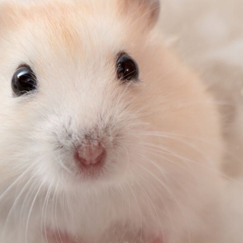 Muỗng sứ KỲ LÂN, thìa thức ăn cho hamster, sóc, bọ, nhím, thú cưng nhỏ