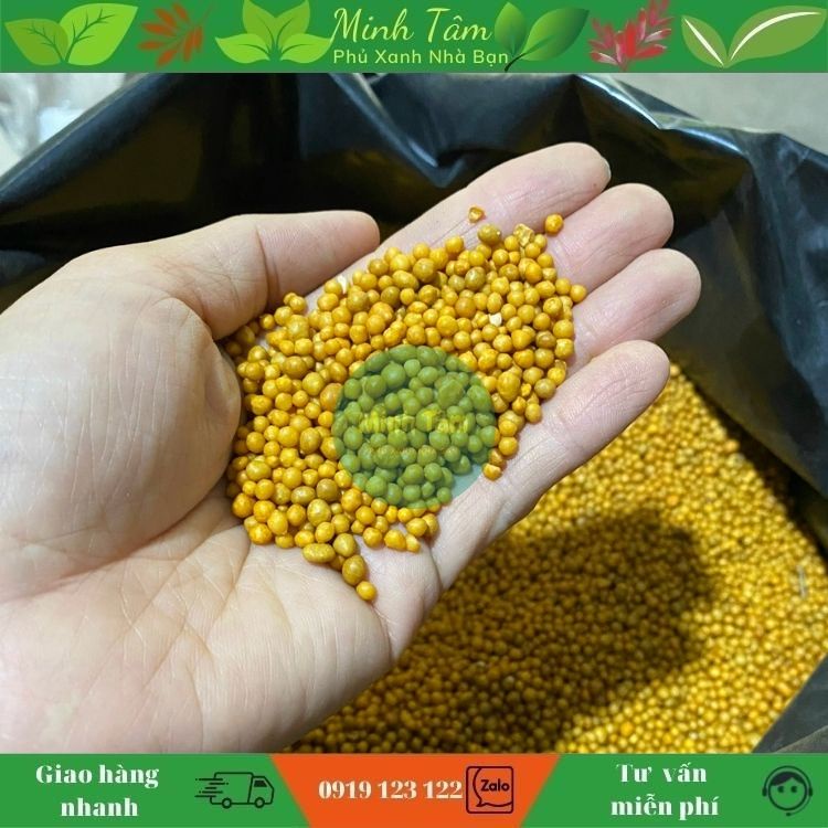 Phân Tan Chậm Vàng 14-14-14 Chuyên Cho Cây Xương Rồng, Sen Đá - bonsai