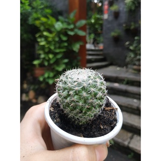 Xương rồng BÁNH SINH NHẬT