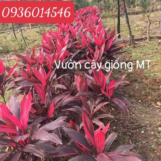 cây huyết dụ, cây phất dụ, cây thiết dụ