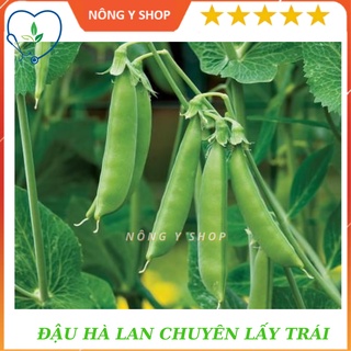 Gói 20g - Túi zip 8 hạt - Giống Đậu Hà Lan chuyên lấy trái Rạng Đông Rado 939