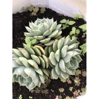 sen đá hồng xanh 3 đầu.....