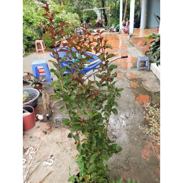 Tường vi đỏ