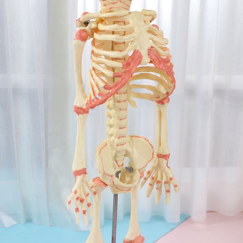 Bộ Xương Người 37cm Hai Đầu Dùng Trưng Bày Trí Não