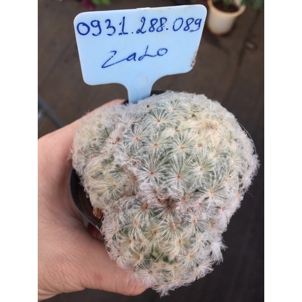 cây xương rồng mami,bông tuyết mammillaria plumosa