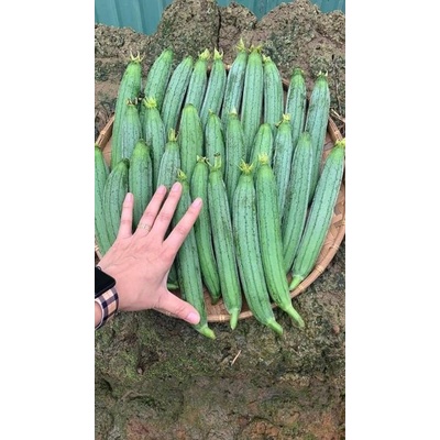 SALE 1K - Hạt giống mướp hương siêu thơm - tặng kèm Thuốc kích mầm + 5 hạt hướng dương lùn siêu bông)