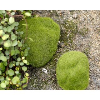 Tiểu cảnh rêu cục 3cm