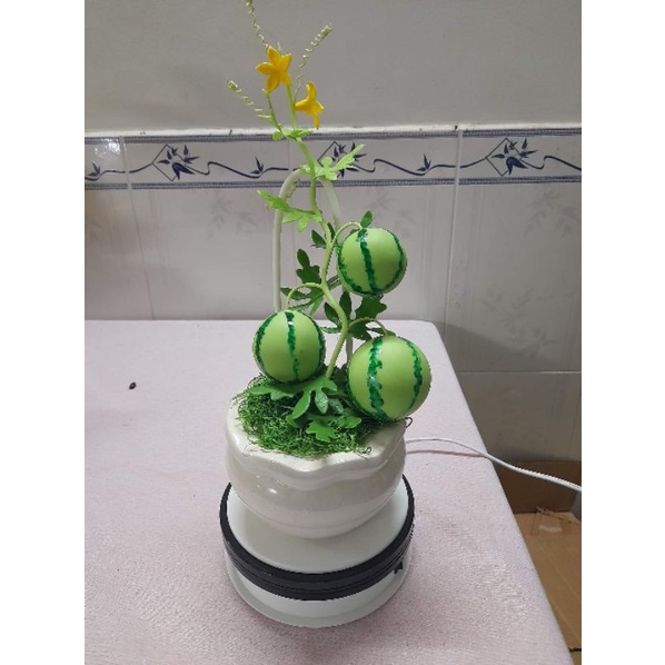 Dưa hấu sọc size trung