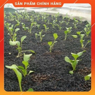 200g trấu hun hạt to giá thể tốt cho mọi cây trồng