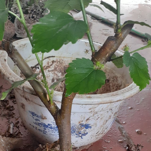 Cây dâu tằm bầu đất( đang trái)
