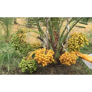 Chà là ăn trái Trung Đông