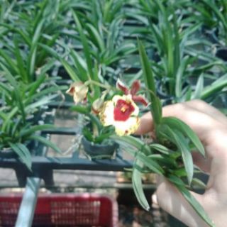 Combo 4 loại vũ nữ giống