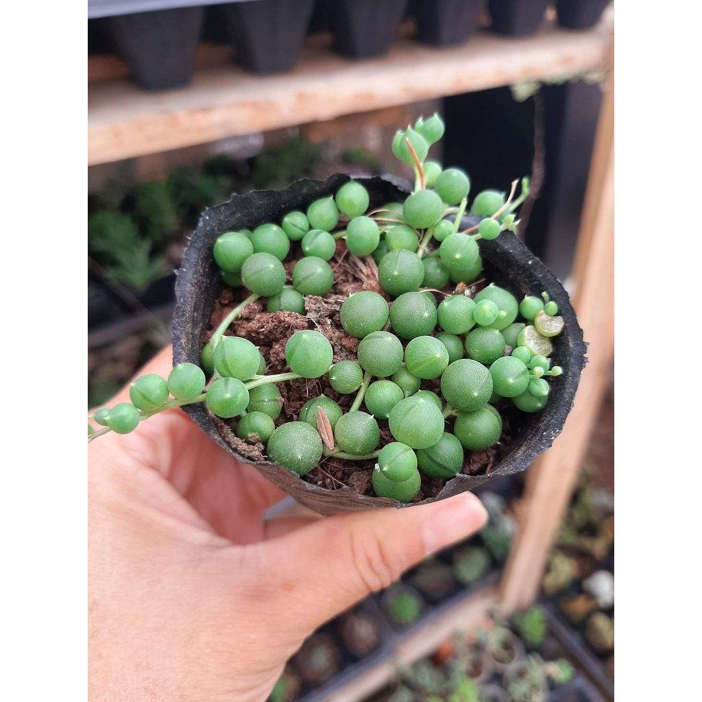 Sen đá Giọt Nước