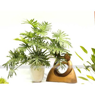 Cây trầu bà cánh phượng