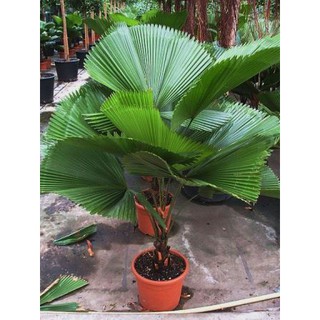 Cây Cọ Nhật Lớn