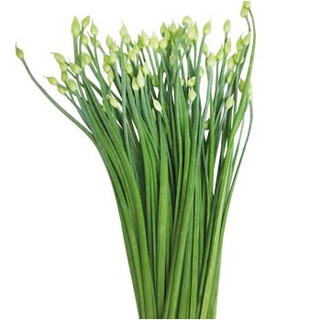 5 gram hạt giống rau hẹ bông