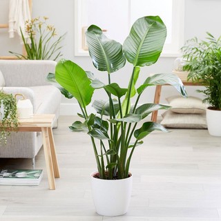 cây chuối cảnh