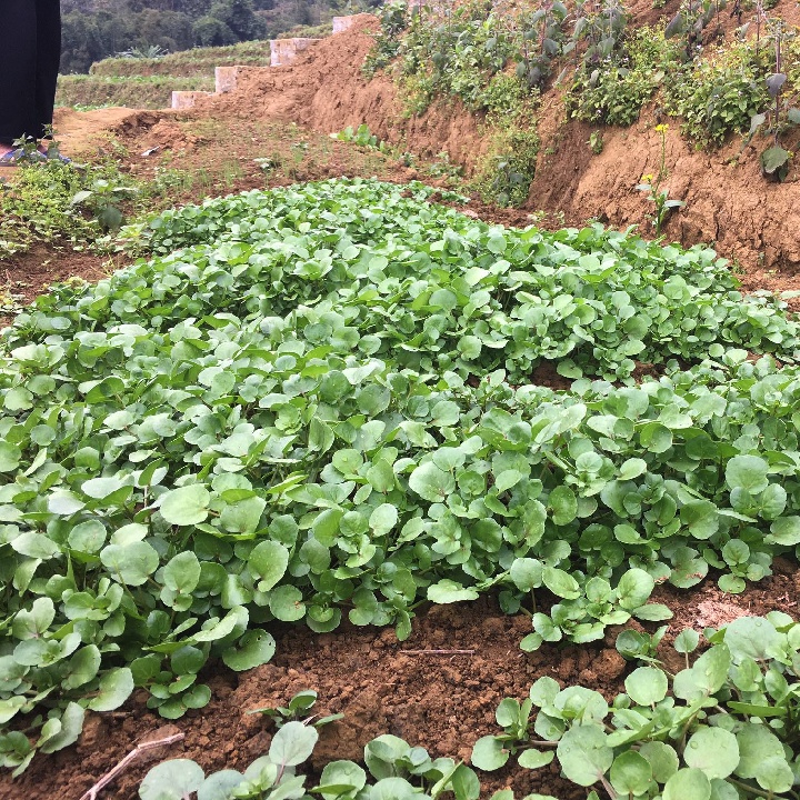 Hạt giống cải xoong Mỹ  - Tỷ lệ nảy mầm 90%