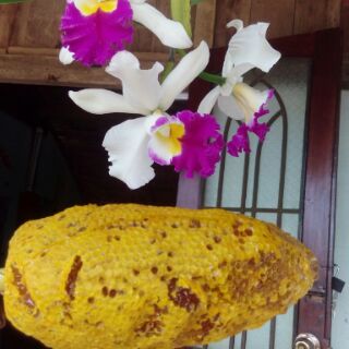 Mật ong ruồi rừng 1 lit