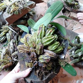 hoa phong lan vảy rồng thuần vườn