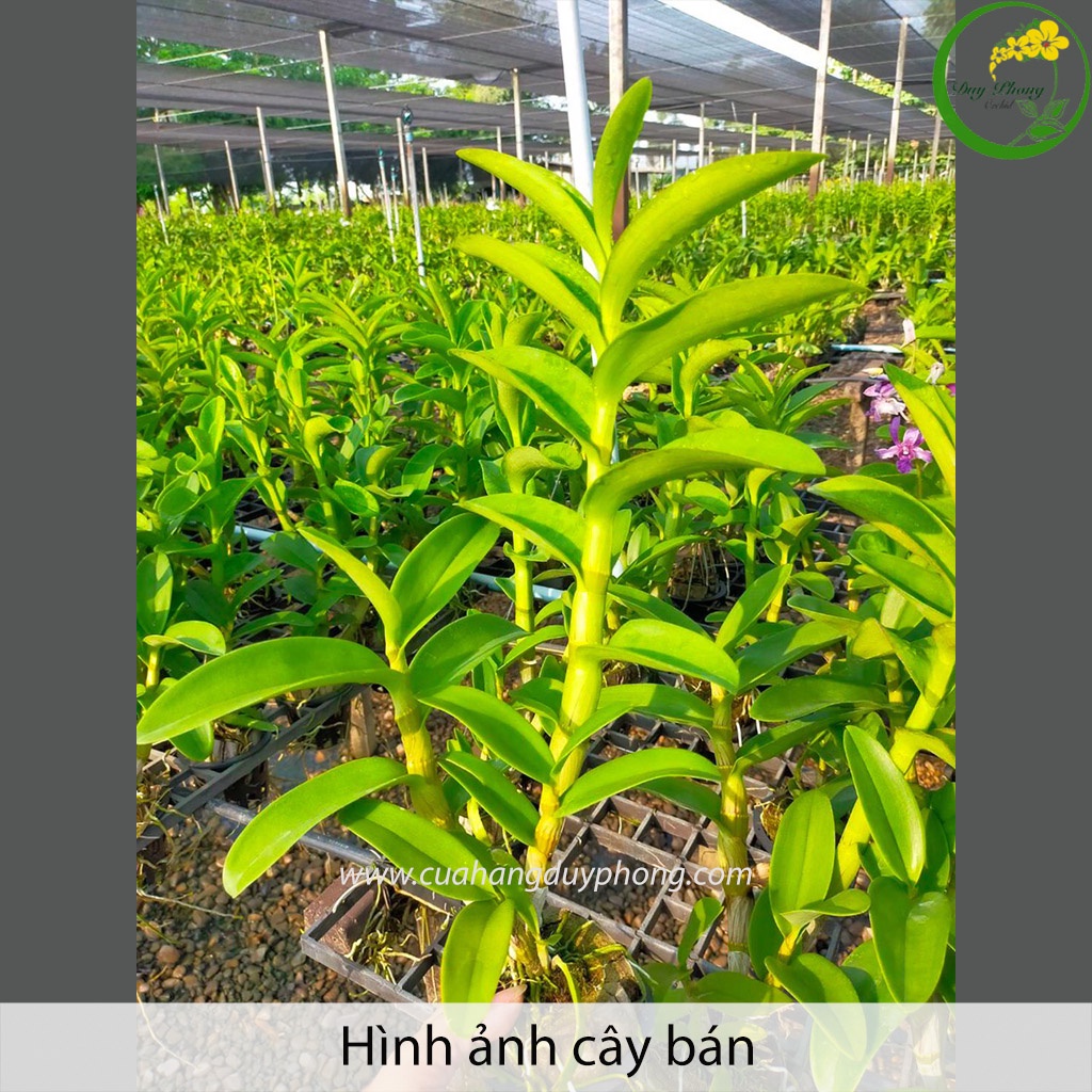 HOA LAN DENDRO NẮNG THÁI - cực hot, hàng hiếm đáng sưu tầm